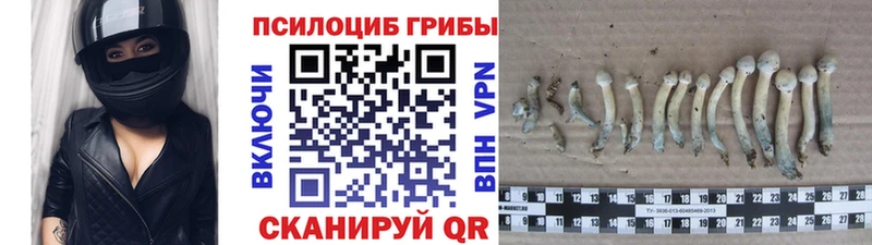 Купить где Дмитровск Галлюциногенные грибы Psilocybine cubensis